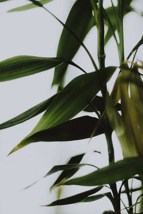 Green plant leaves against gray background