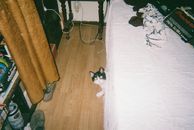 Surprised Cat under a Bed