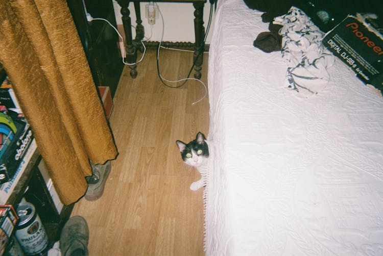 Surprised Cat Under A Bed