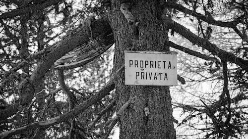 Free Grayscale Photo of a Signage on a Tree Trunk Stock Photo