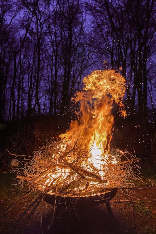 Foto profissional grátis de ardente, árvores, céu azulado