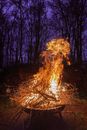 Fire in the Woods during Night Time