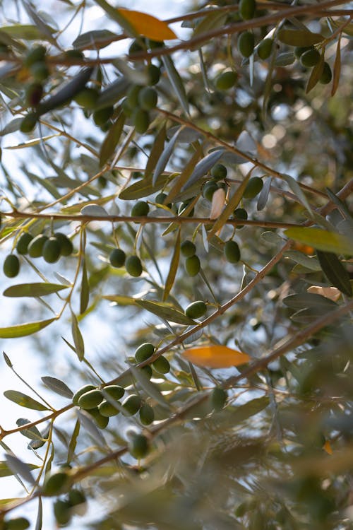 무료 나뭇잎, 수직 쐈어, 올리브의 무료 스톡 사진