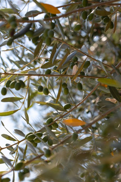 Free Detailed view of olive branches with lush green olives and leaves. Stock Photo