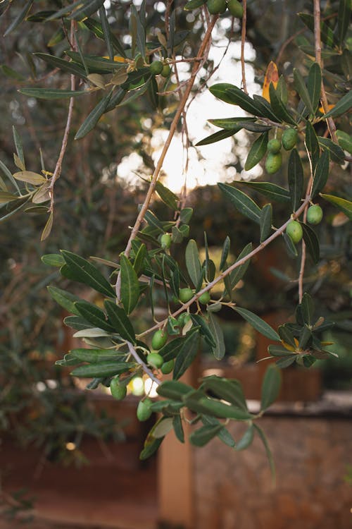 Branches with Fruit