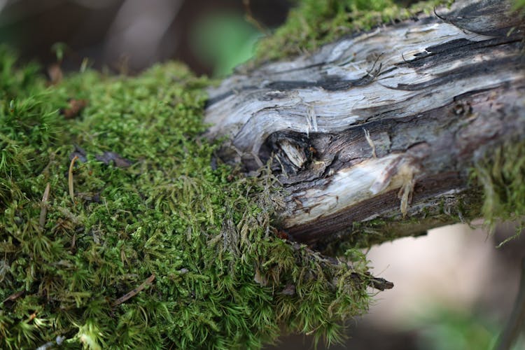 A Piece Of Wood With Moss 