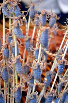 Close-up of exotic scorpions on skewers, popular street food delicacy.