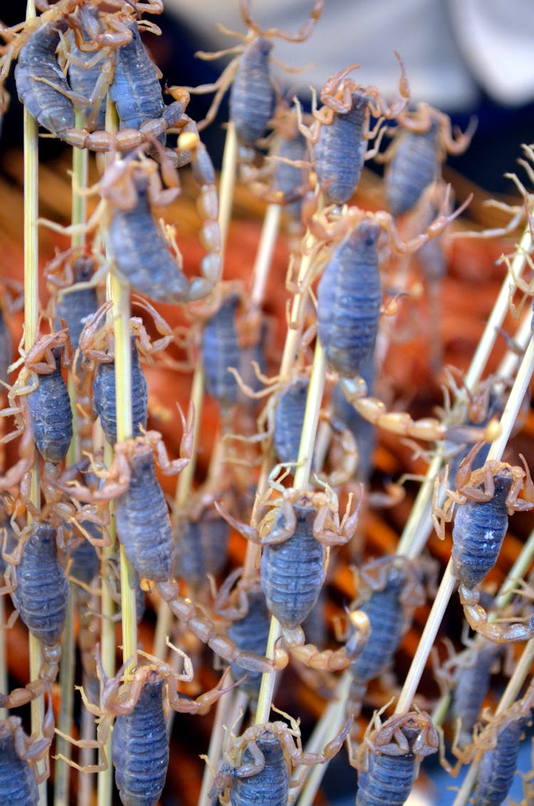 Scorpions On Skewers