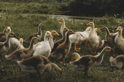 Ducks on Green Grass