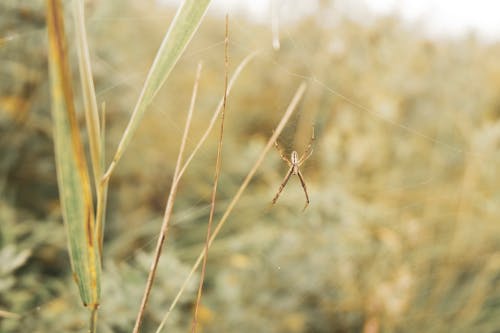 Free Brown Spider on Green Plant Stock Photo