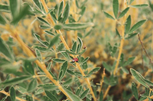 Free Red Ladybug Perched on Green Plant Stock Photo