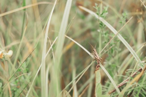 Free Macro photograph capturing a grasshopper perched on green grass blades in a natural setting. Stock Photo