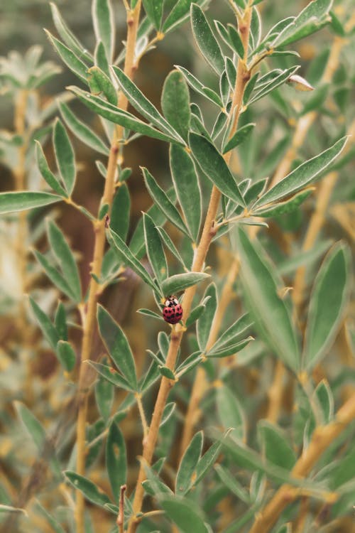 Free  Ladybug on Green Plant Stock Photo