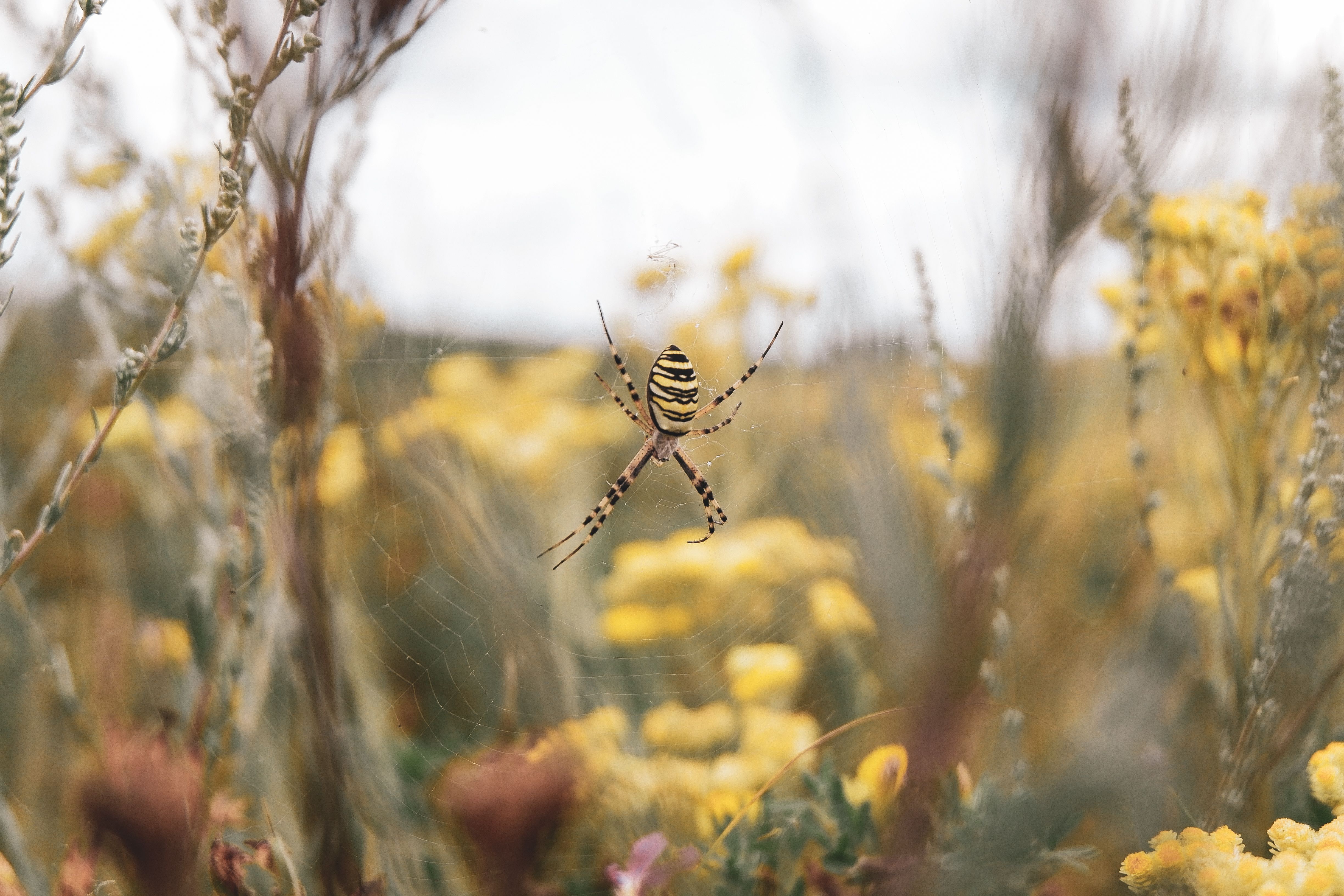 Yellow and Black Spider on Web in Close Up Photography · Free Stock Photo