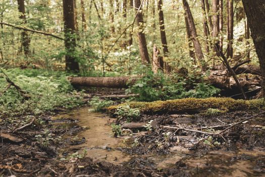 Community Volunteers Plant 250 Native Trees at Gray's Creek