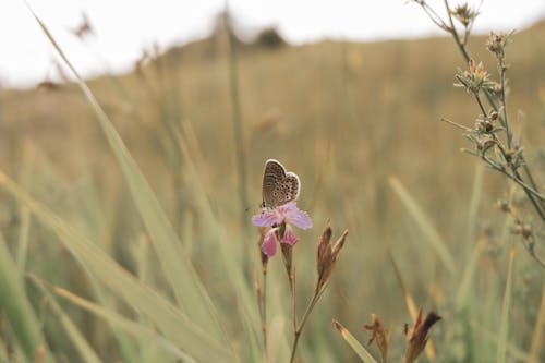Brown Butterfly Perched on Pink Flower