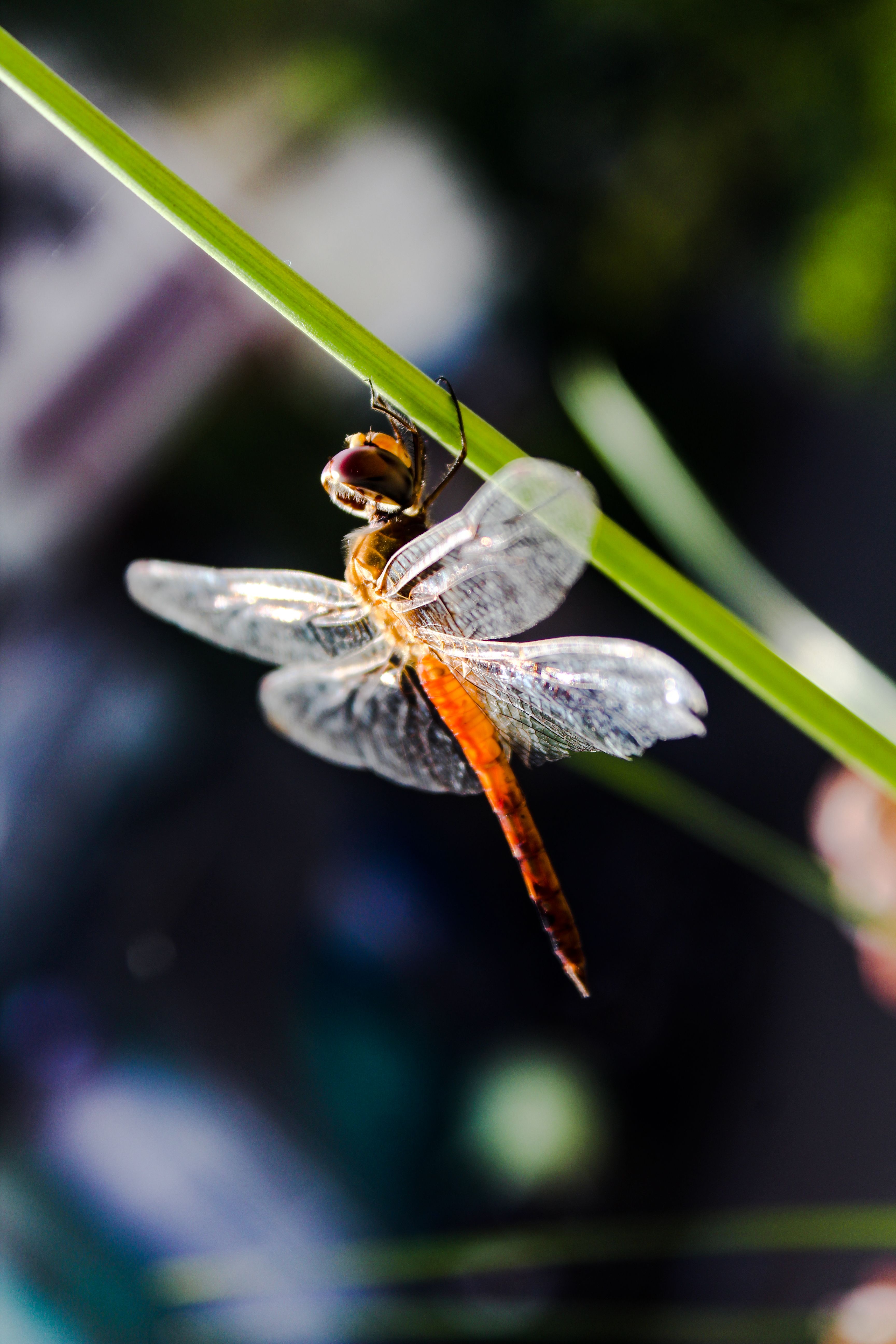 Brown Dragonfly Perched on Green Leaf in Close-Up Photography · Free ...