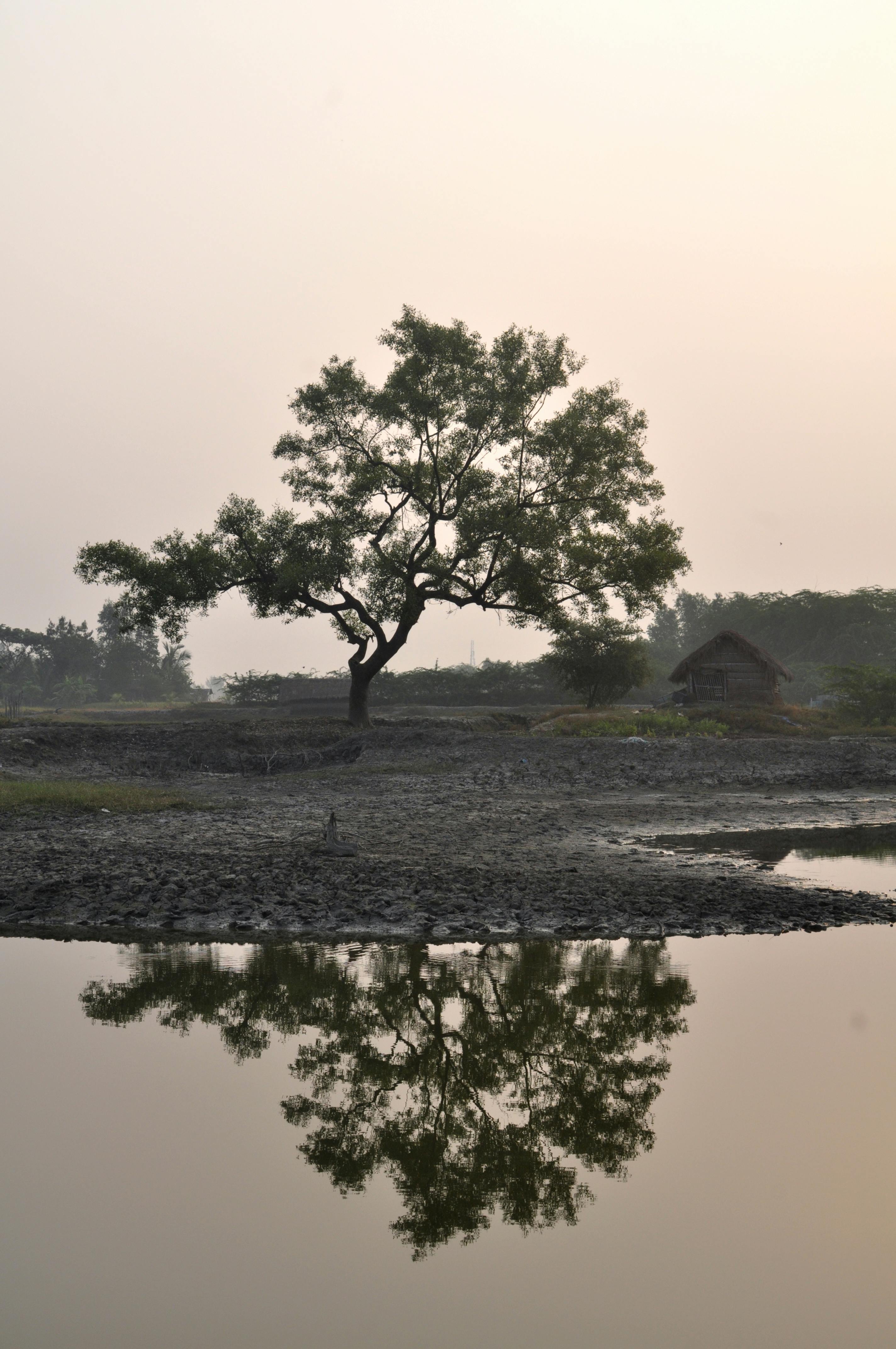 Green Tree Near Body of Water · Free Stock Photo