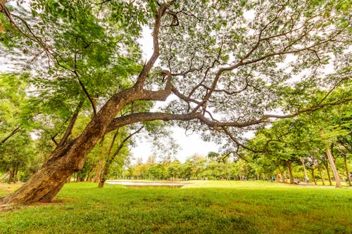 Worm's Eyeview of Tall Tree Under a Gray Sky