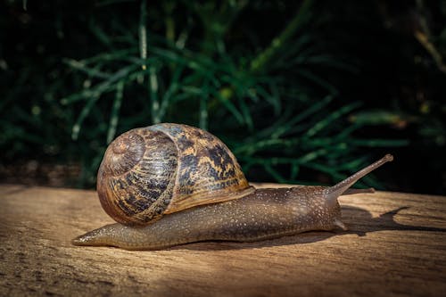 Extreme Close-up of a Snail