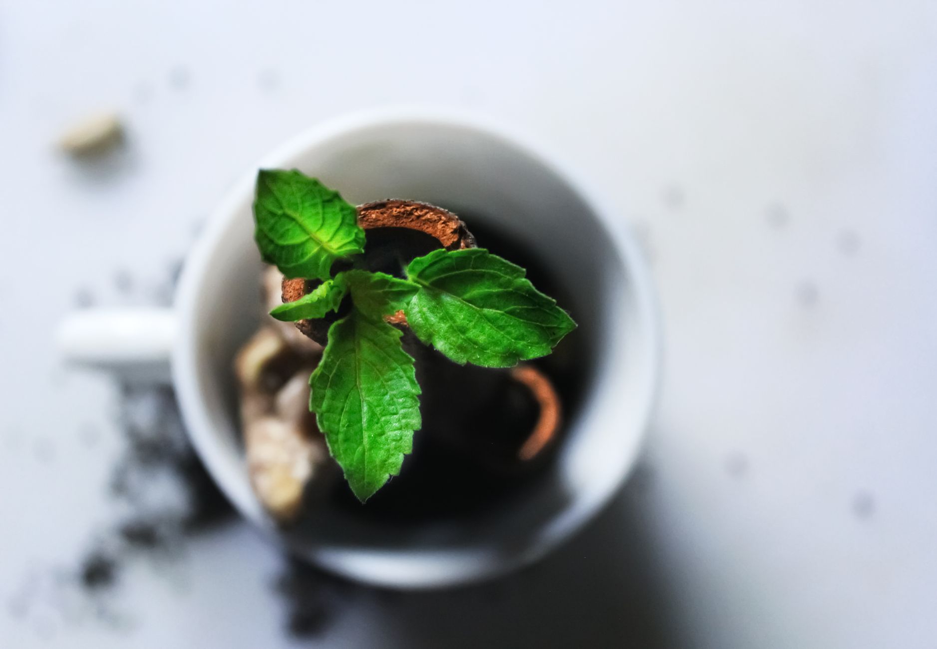 Fresh green mint leaves in a ceramic mug on a white surface with a blurred background.