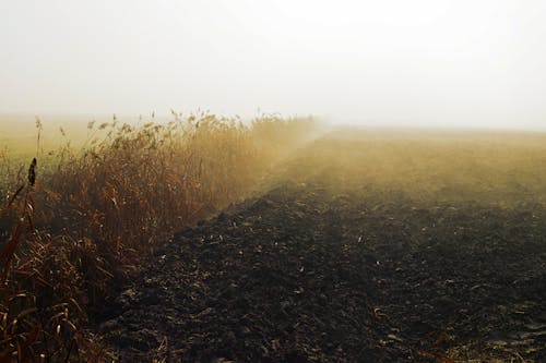 Imagine de stoc gratuită din agricultură, câmp, culturi