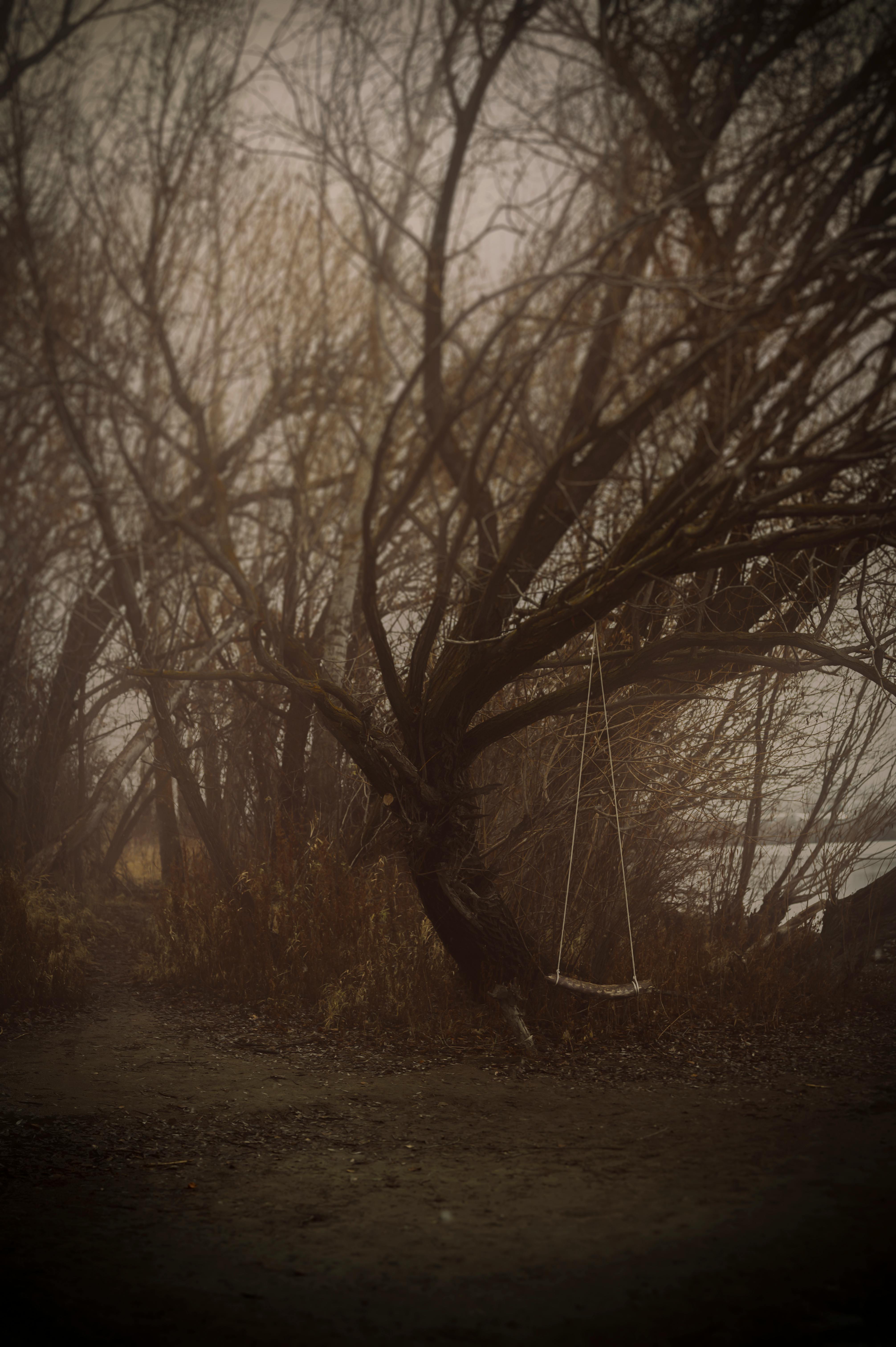 leafless trees on brown field