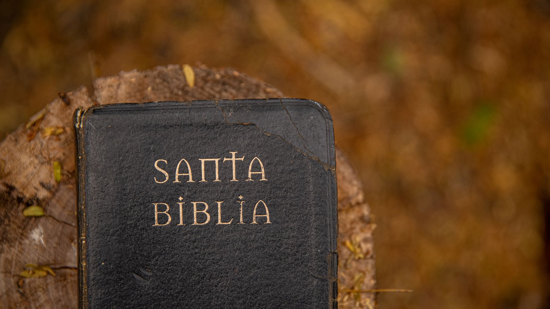 A close-up of a Santa Biblia resting on a tree stump, surrounded by autumn leaves.