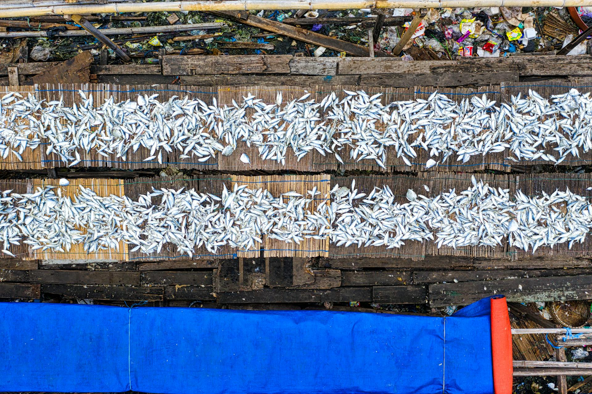 Fresh fish drying on street