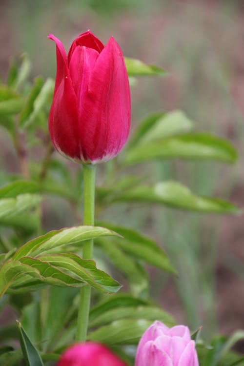 Free stock photo of natural, nature, tulip Stock Photo