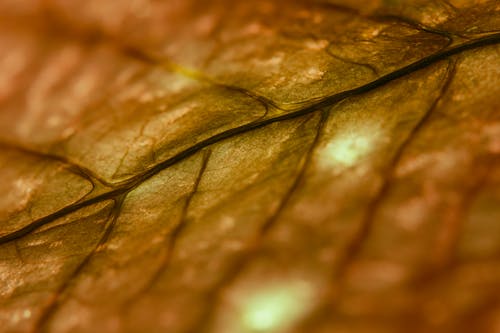 
A Close-Up Shot of a Leaf