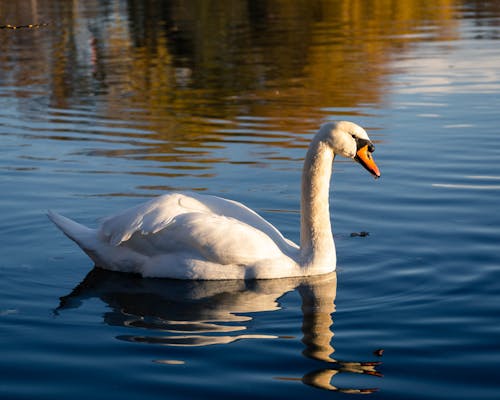 Kostnadsfri bild av djur, djurfotografi, fågel