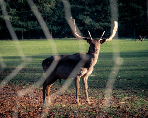 Free 
A European Fallow Deer on a Field Stock Photo