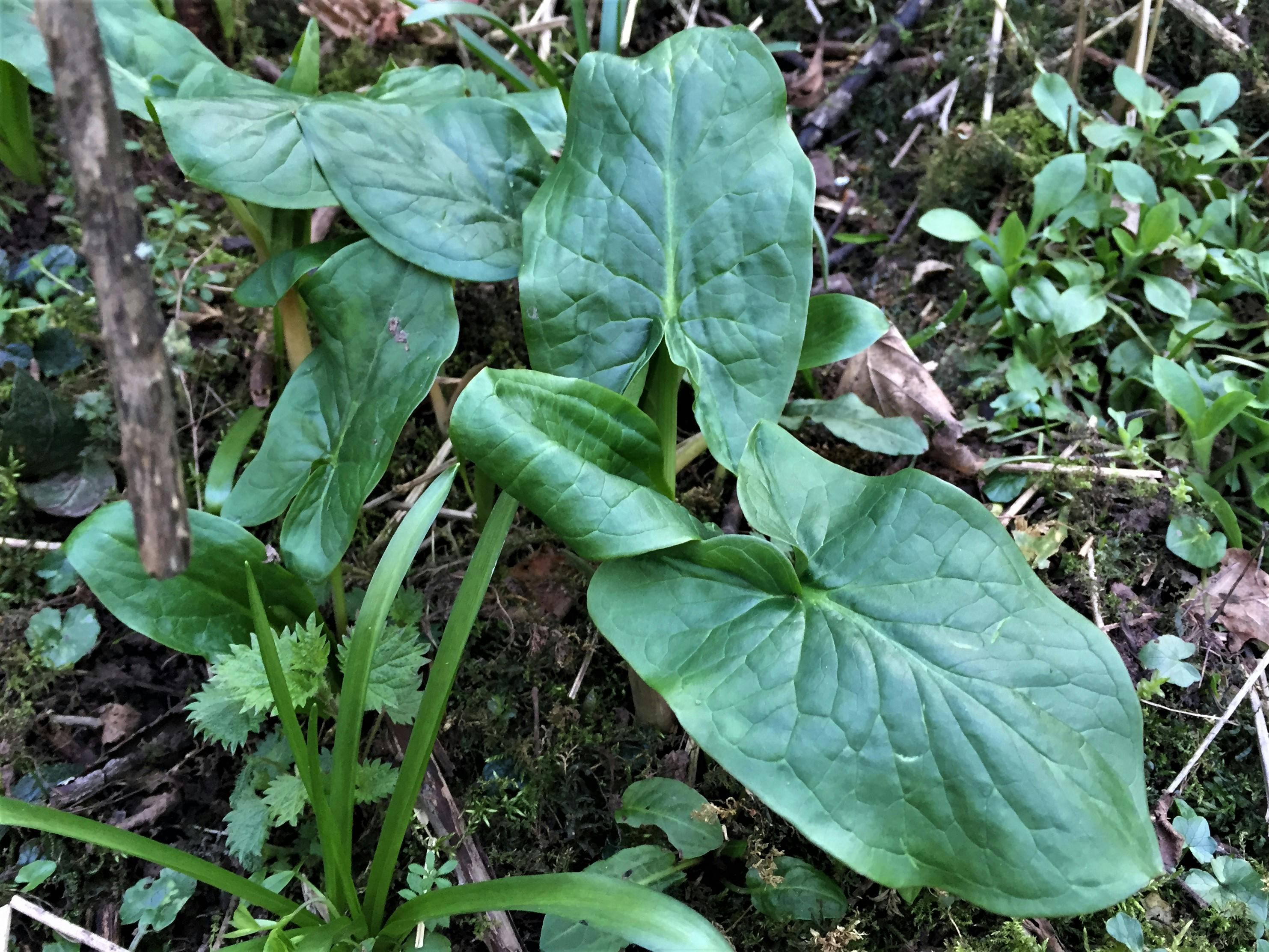 Fig Tree Cursed: Fruitfulness Expected – The Powerful Lesson You Can’t Afford to Miss