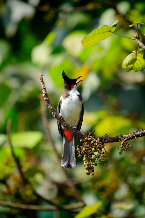 Free stock photo of asia, branch, bulbul