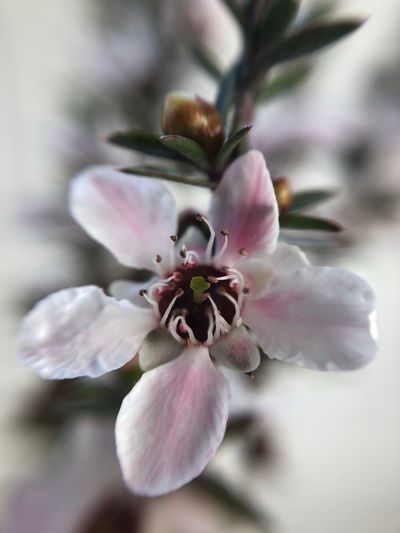 Manuka honey