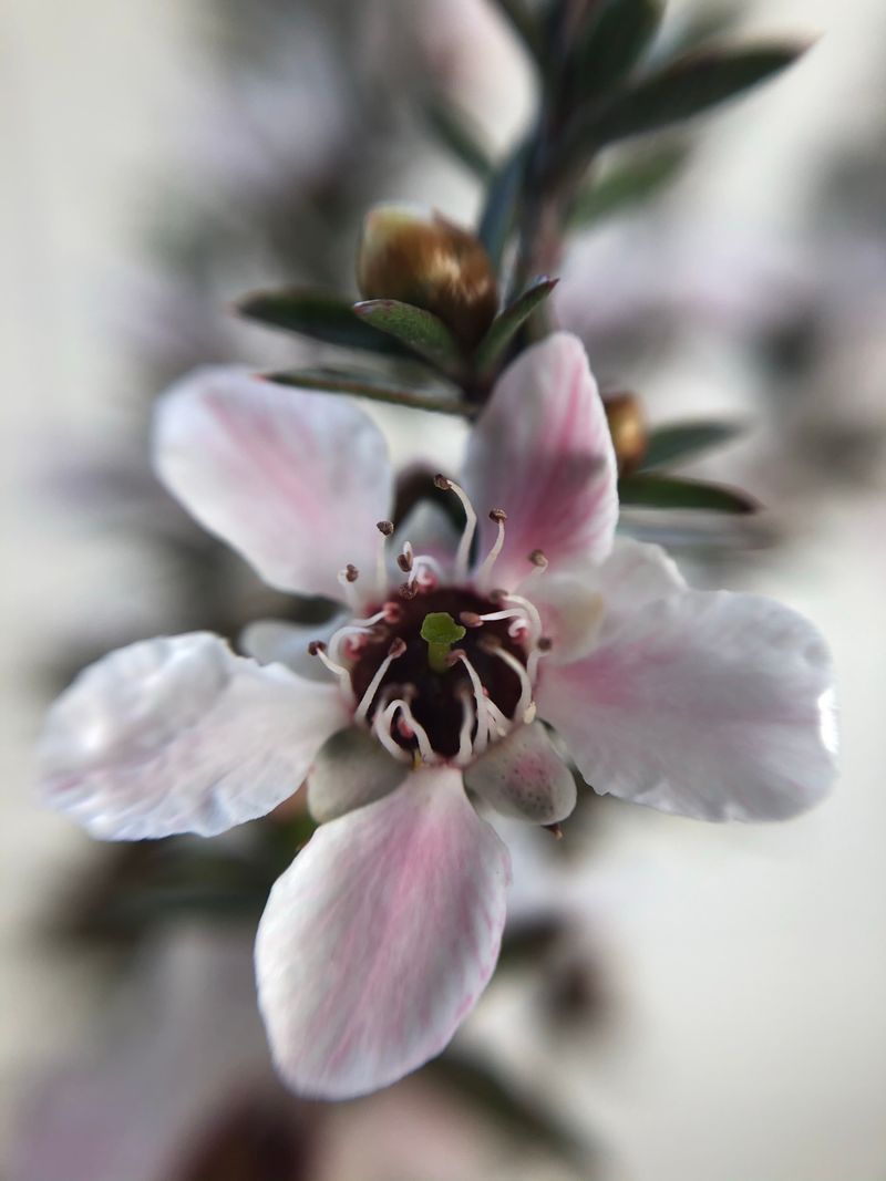 Manuka honey