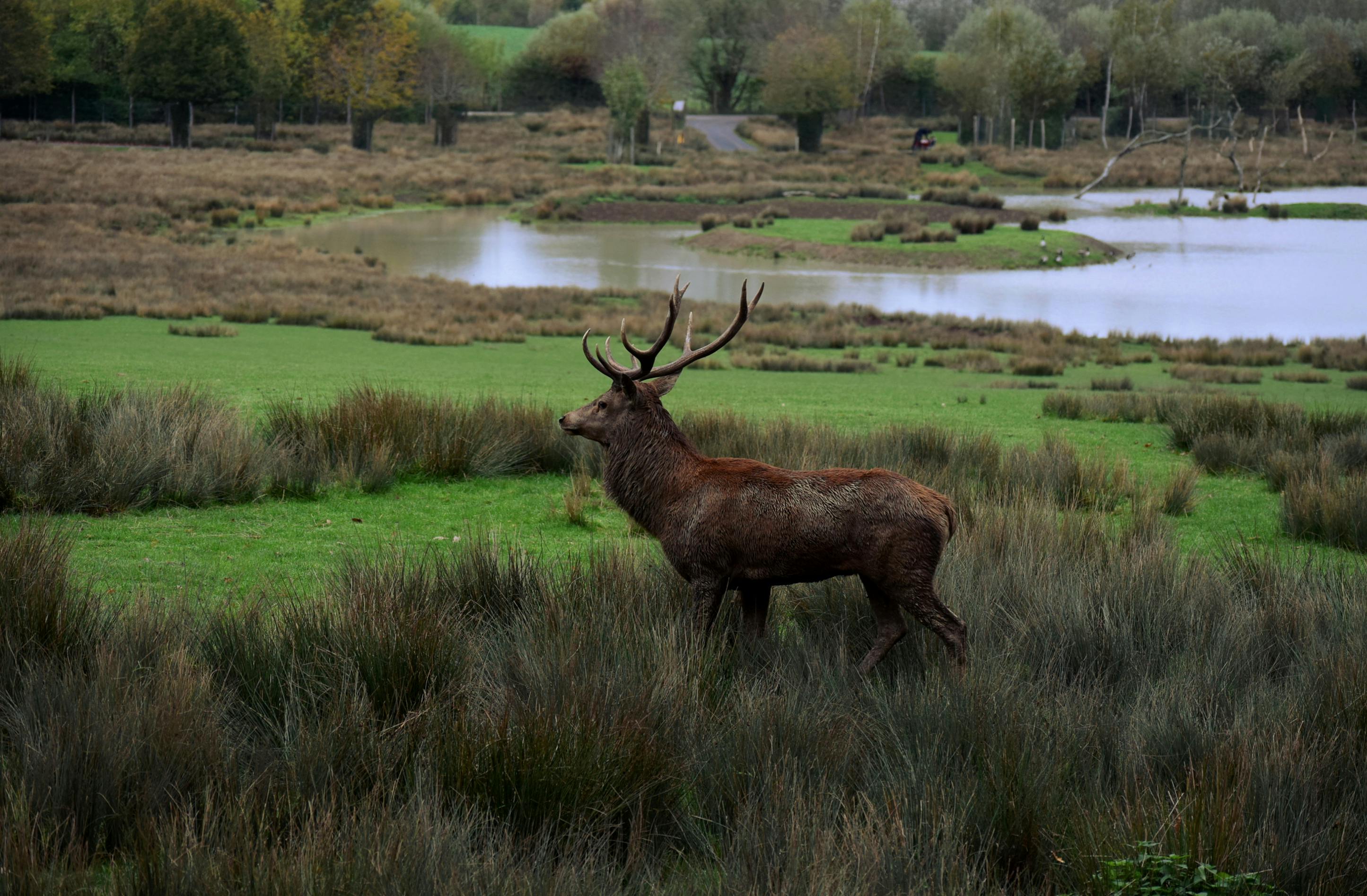 grátis Foto profissional grátis de amável, animais selvagens, animal Foto profissional