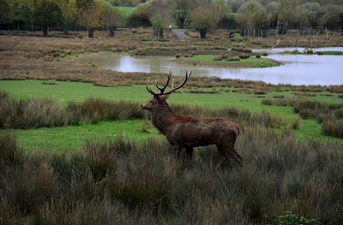 Free 
A Red Deer on a Field Stock Photo