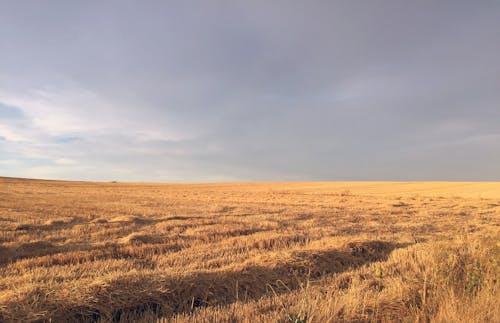 An Open Field of Dry Grass Under a Gloomy Sky