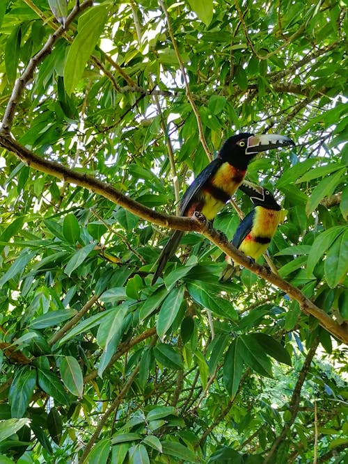 Free stock photo of arassari, bacalar, bird