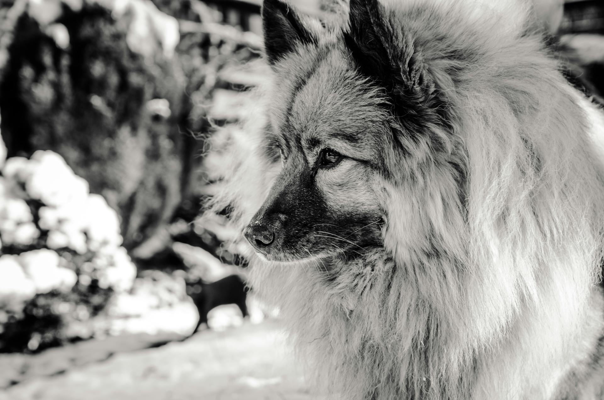 A Grayscale Photo of a Furry Keeshond Dog