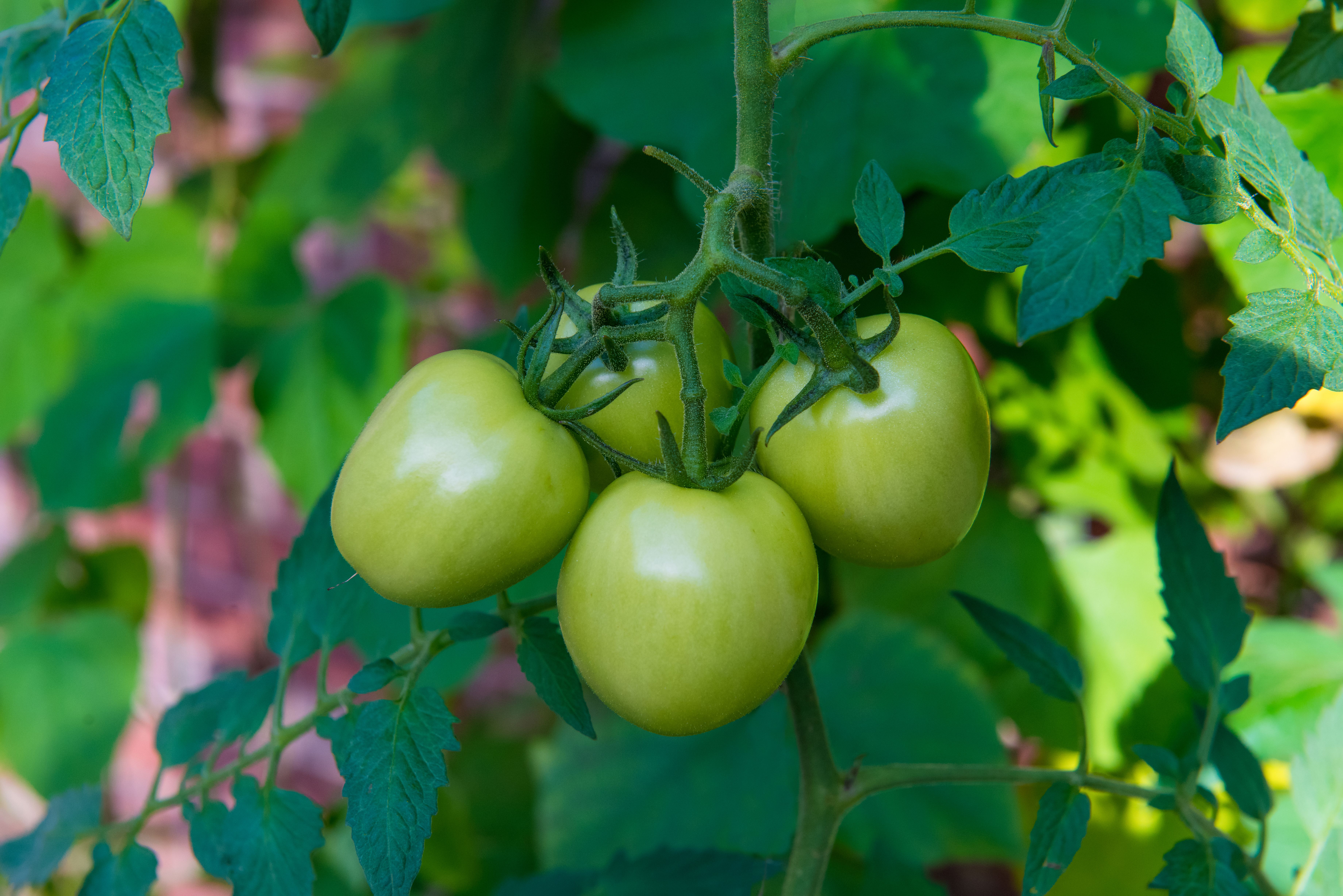 Hojas de tomate con síntomas de roya, manchas marrones en el follaje