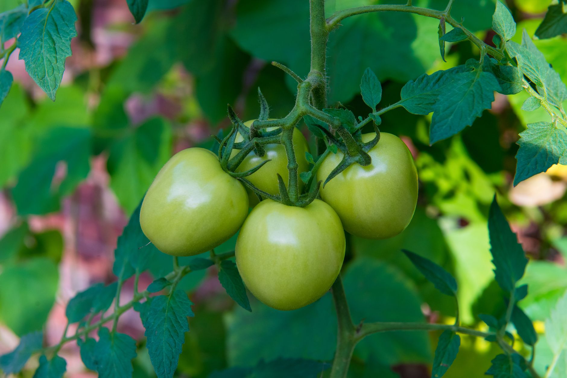 Hojas de tomate con síntomas de roya, manchas marrones en el follaje