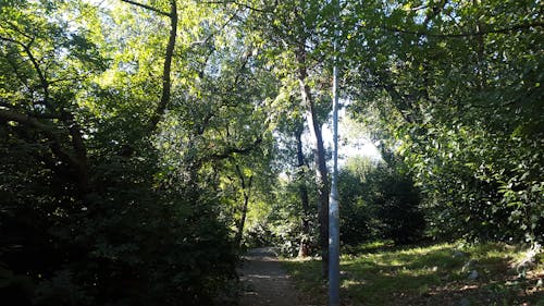 Бесплатное стоковое фото с деревья, лес