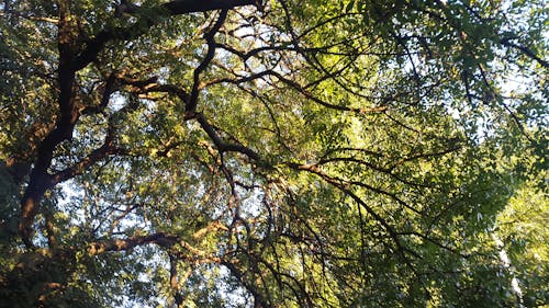 Бесплатное стоковое фото с дерево, осенних