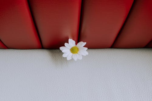 คลังภาพถ่ายฟรี ของ ดอกคาโมไมล์, ดอกไม้สีขาว, พฤกษา