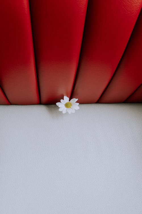 คลังภาพถ่ายฟรี ของ ดอกคาโมไมล์, ดอกไม้สีขาว, พฤกษา