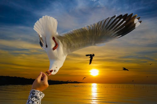 Free stock photo of animal, hand, seagulls