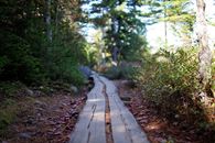 Narrow wooden path going through green trees and bushes in forest on sunny day